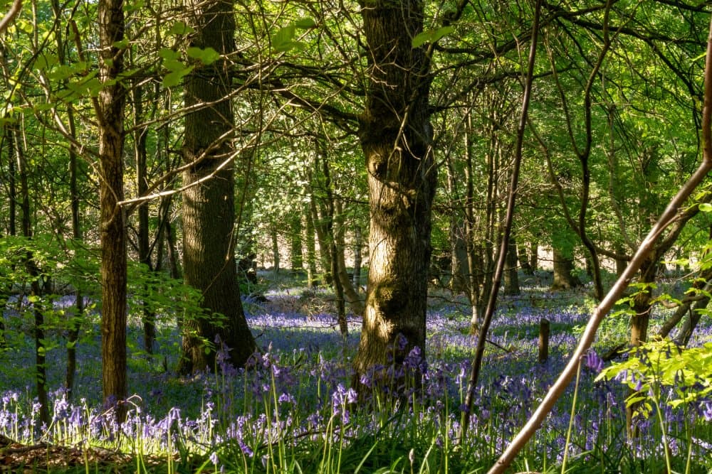 Limpsfield Common is beautiful in springtime, with carpets of bluebells.