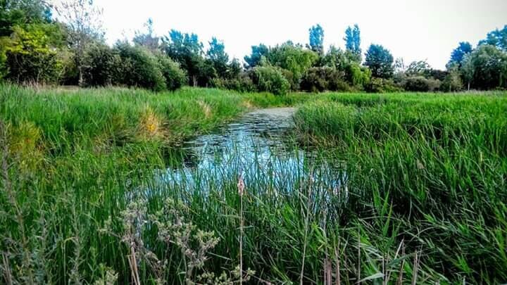 Marjal de Gandia Wetlands