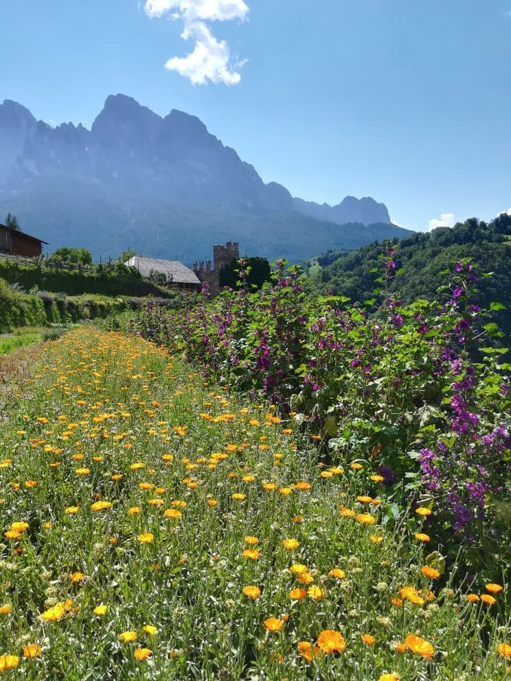 Pflegerhof Herb Farm
