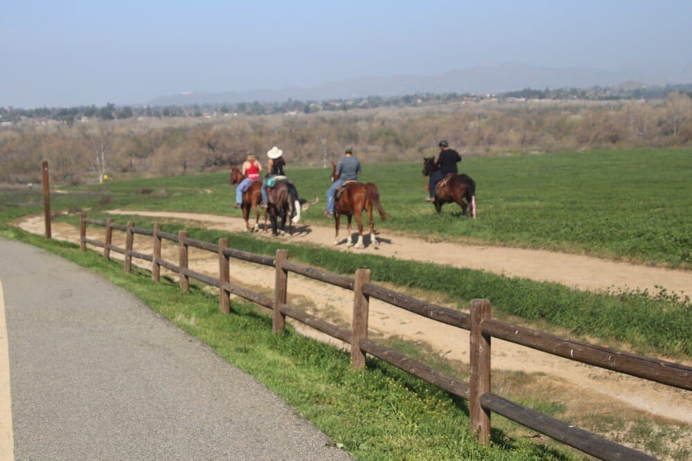 Horses