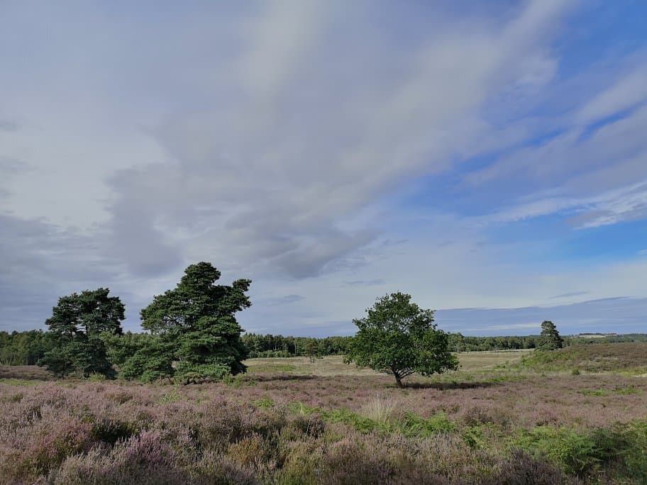 Dersingham Bog National Nature Reserve