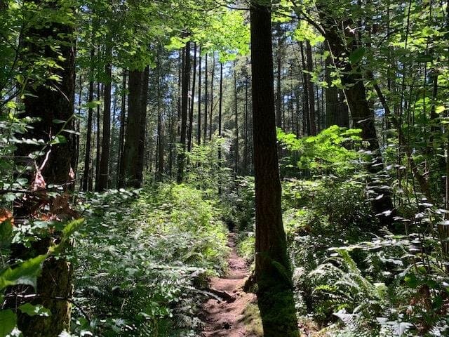 trail in Watershed Park