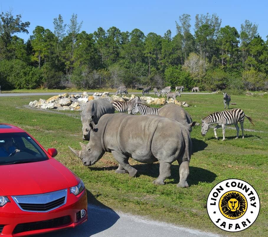 Animals roaming just outside your car!