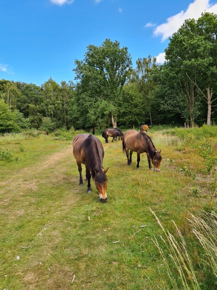 Knettishall Heath