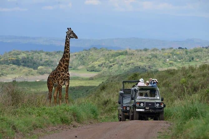What animals live in the Ngorongoro Crater? The animal's statistics at Ngorongoro crater are as follows: There are over 7,000 wildebeest at the crater, 6,000 Black spotted Hyenas, 4,000 zebras, 3,000 Elands, 3,000 Gazelles, 300 Elephants, over 55 Lions, 30 black Rhinos and many small animals like Kobs, Antelopes, Jackals, Hippos and others which total over ... 