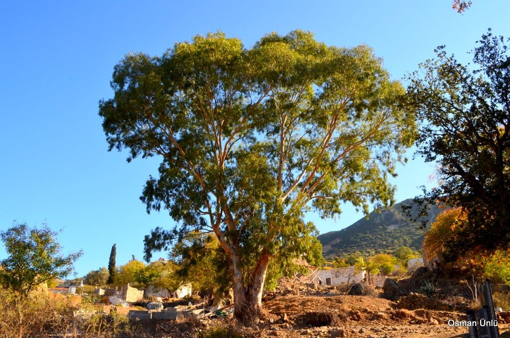 Yalıkavak Sandima Türkmen köyünde tarihi ağaç