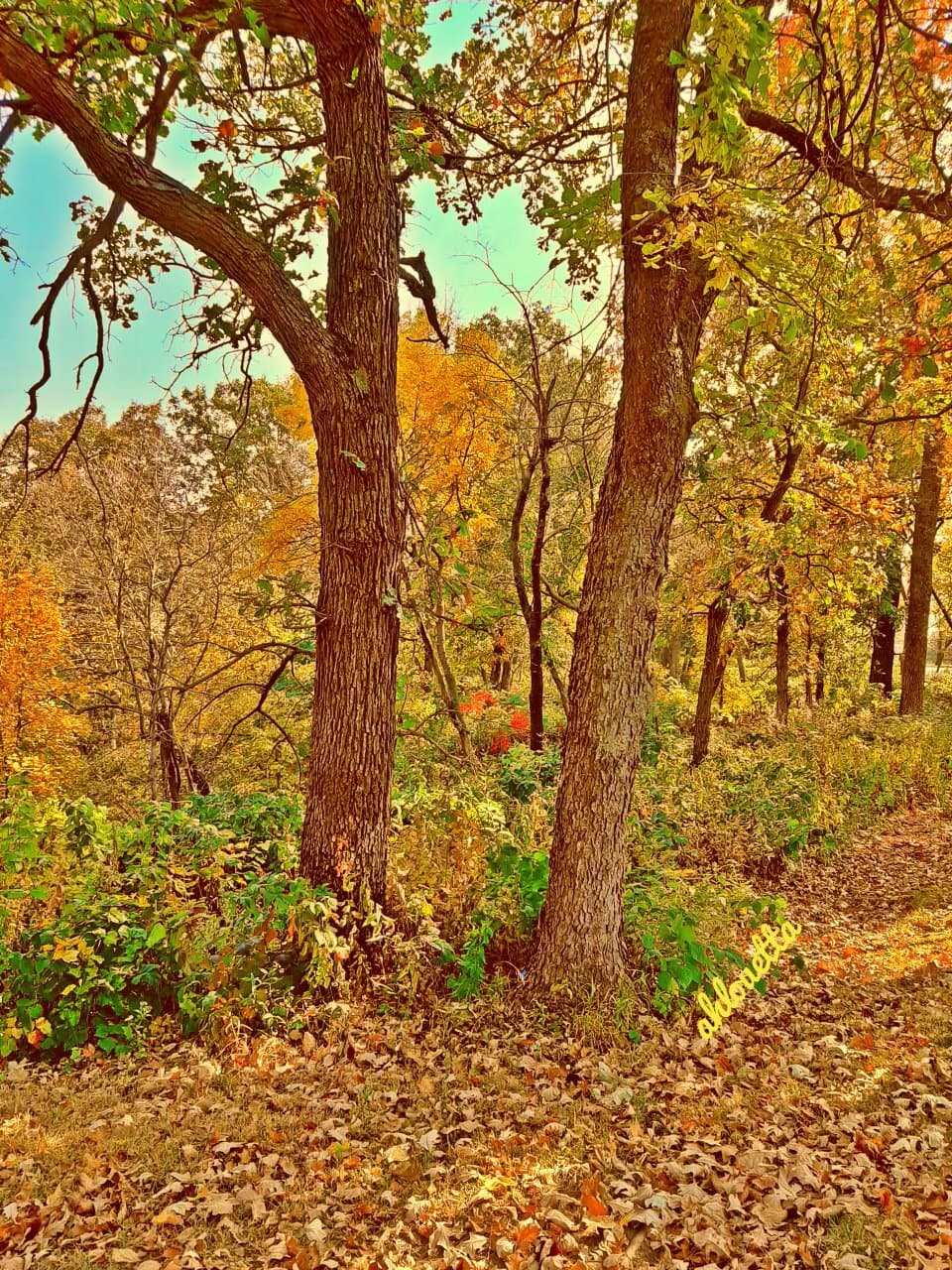 Hummel Park