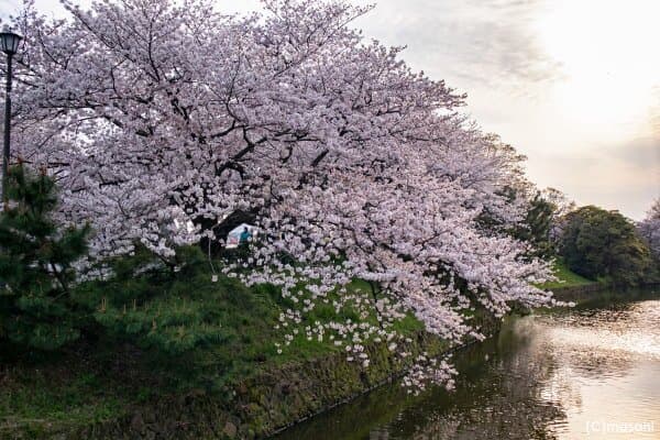 舞鶴公園の桜