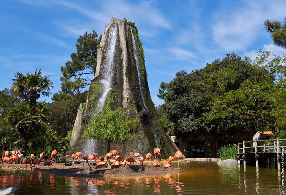 La colonie de flamants de Cuba