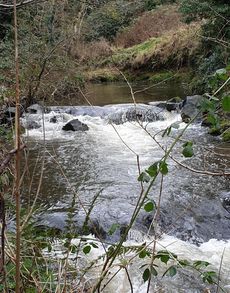 river running through woods