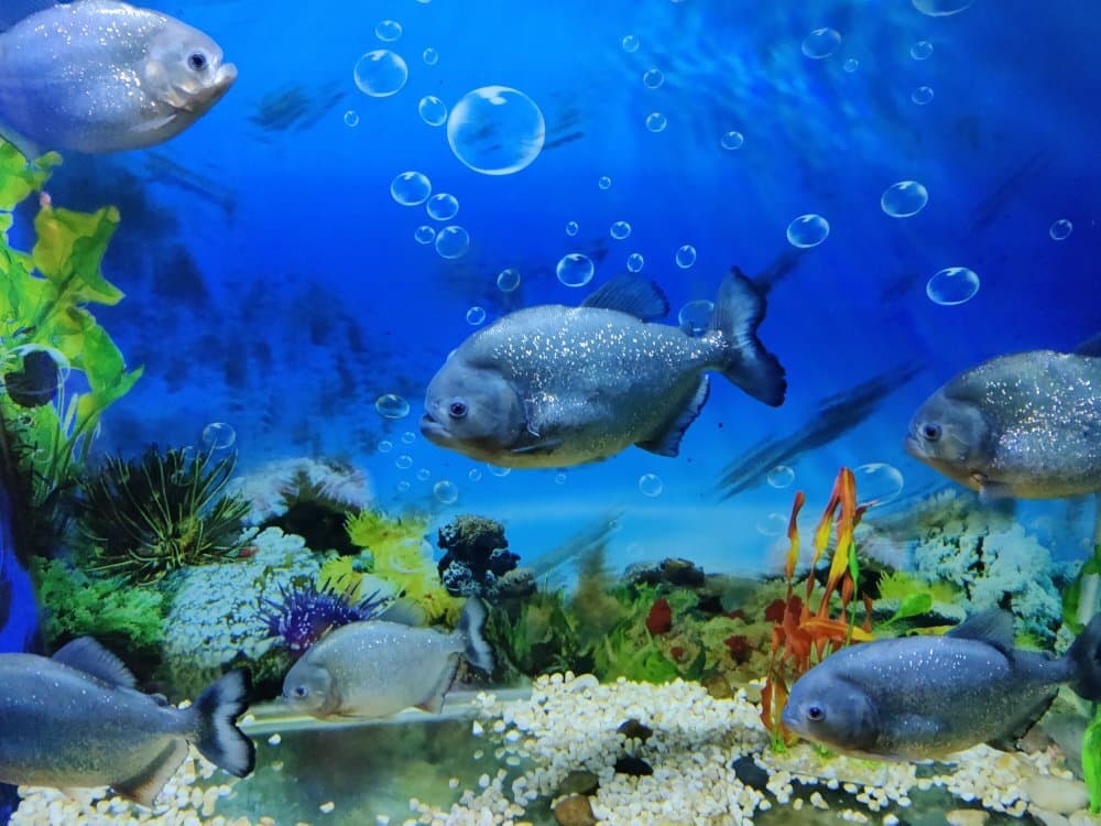 Jinan Zoo