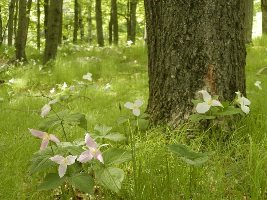 Trilliums in May at Rib Mountain State Park