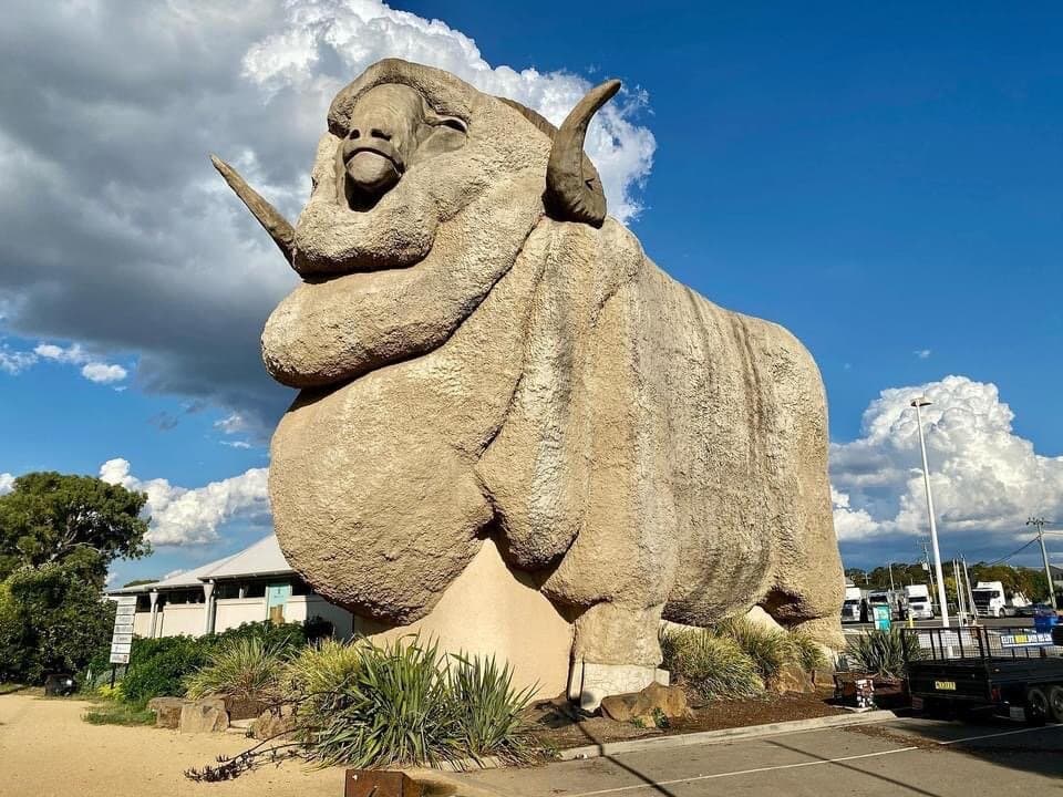 Big Merino