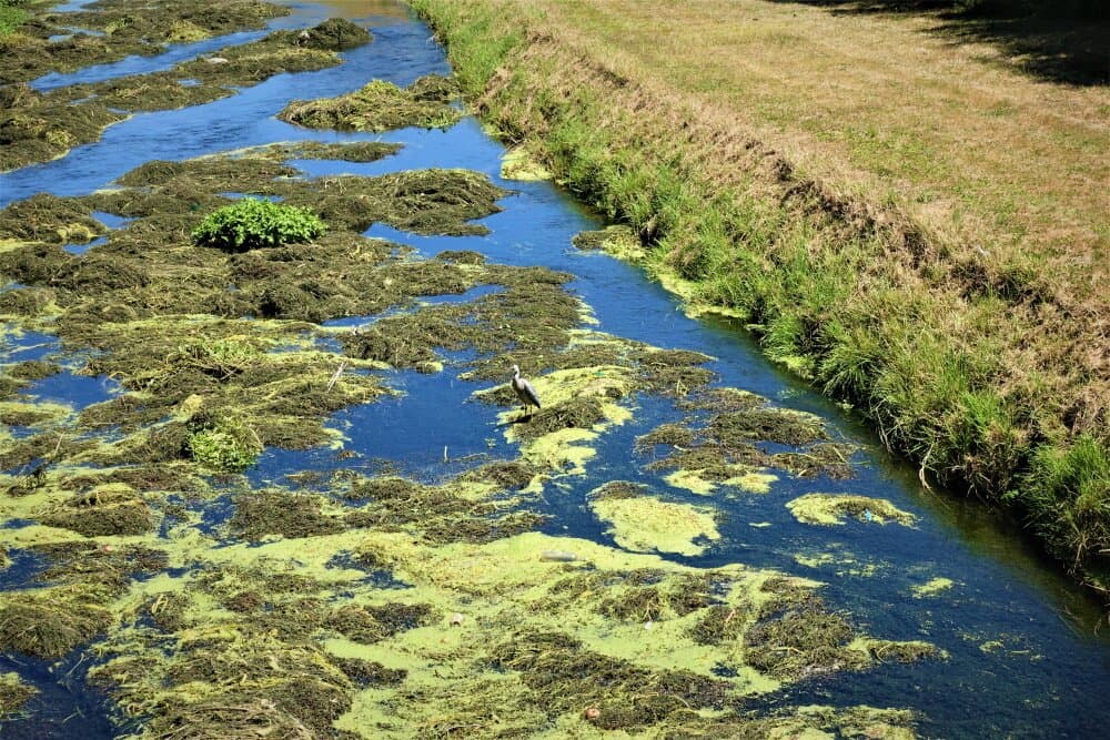 Pakowhai Country Dog Park