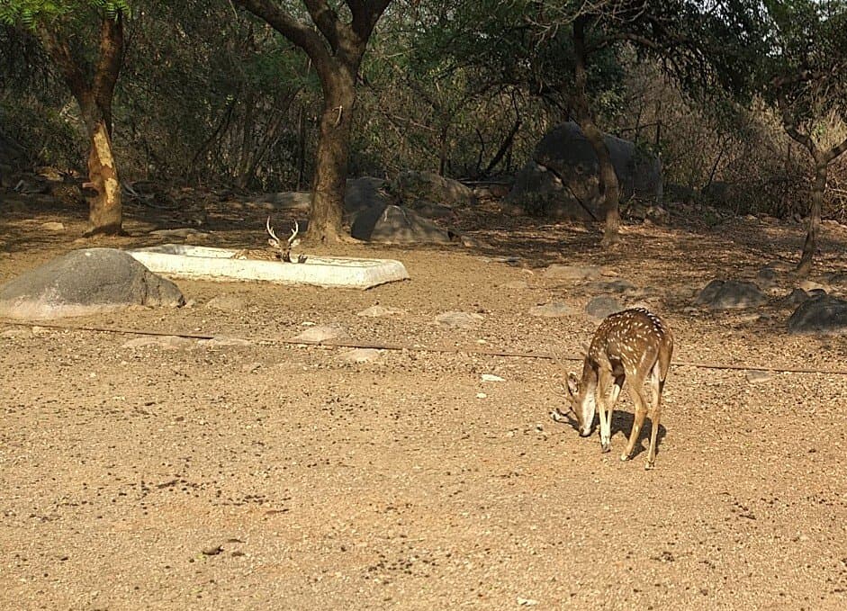 Deer