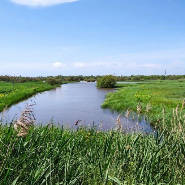 Rufea Wetlands (Aiguamolls de Rufea) Lleida