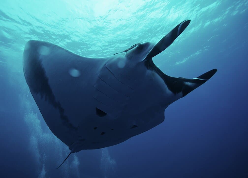 Manta Valley dive in Cancun
