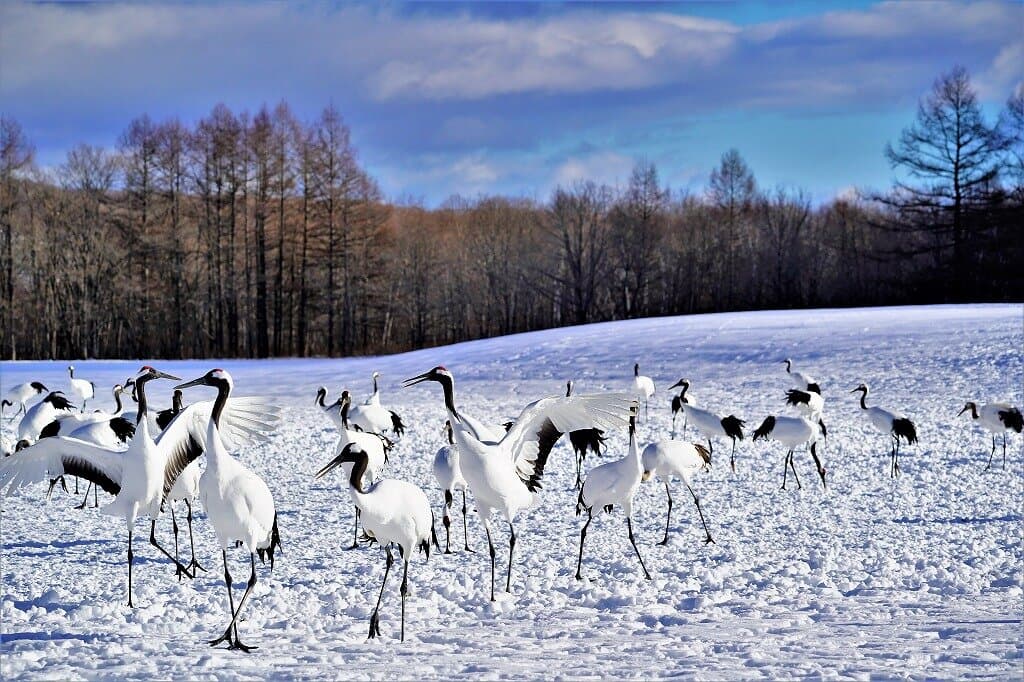 鶴居・伊藤タンチョウサンクチュアリ～７