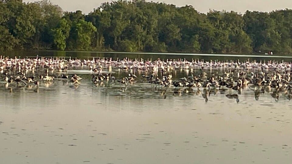 Flamingo Point