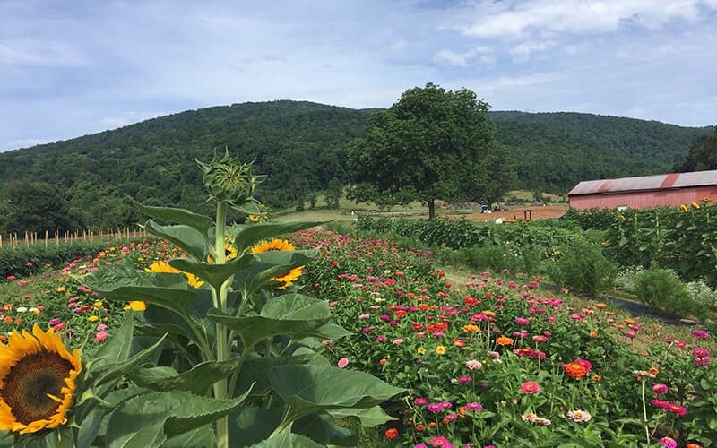 Flower field