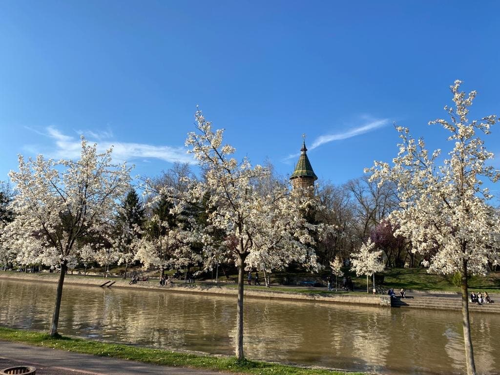 View - with the blooming trees and the Cathedral in the back, 