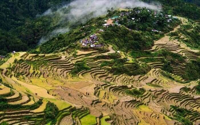 over all view of maligcong rice terraces, if we observe the terraces color changes from green to yellow because they already harvest the "pakhey" "rice"