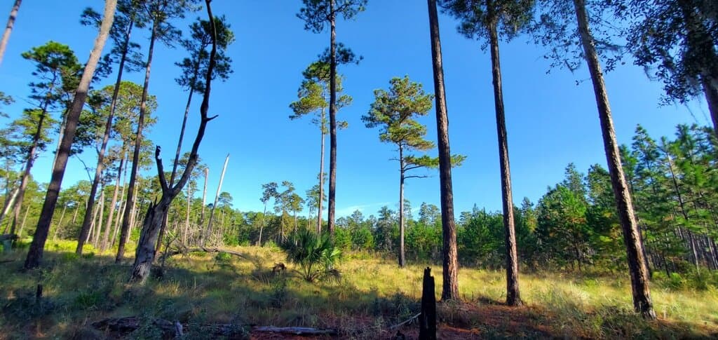 longleaf pine trail at Morningside Nature Center