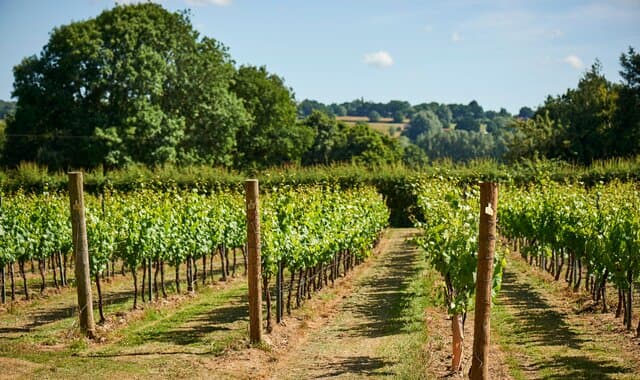 Chapel Down Vineyard