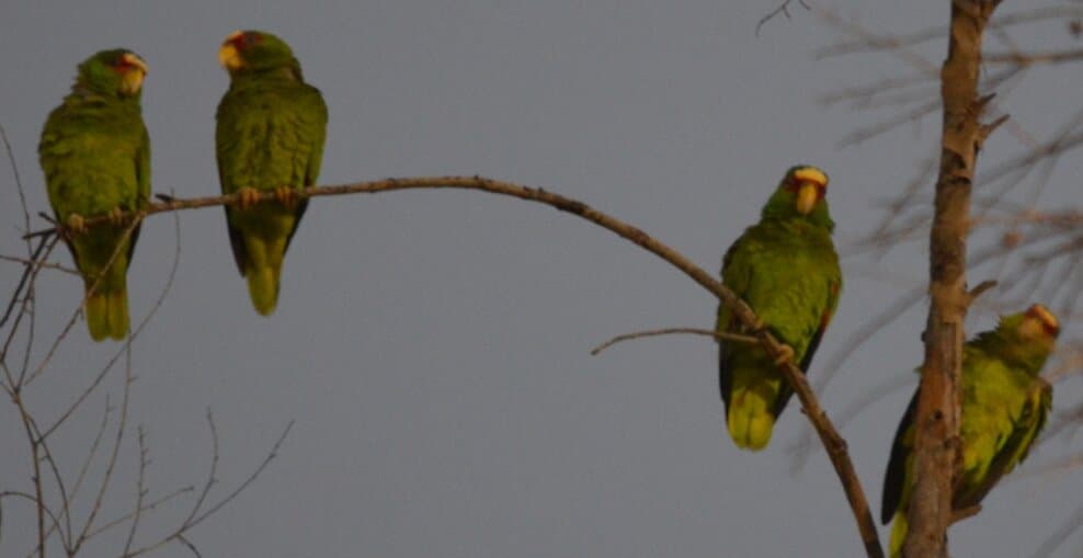 Roosting White-fronted Parrots