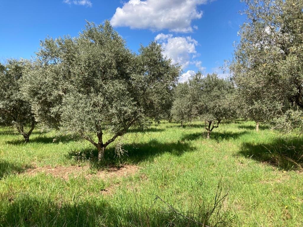 Domaine de Jasson