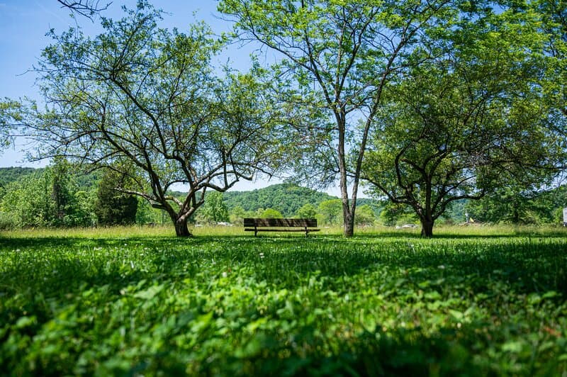 Beechfork