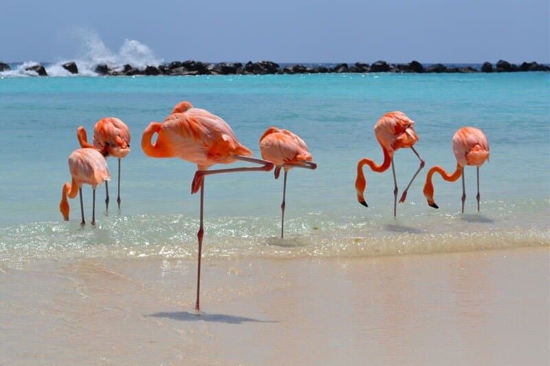 Renaissance Island Flamingo Beach