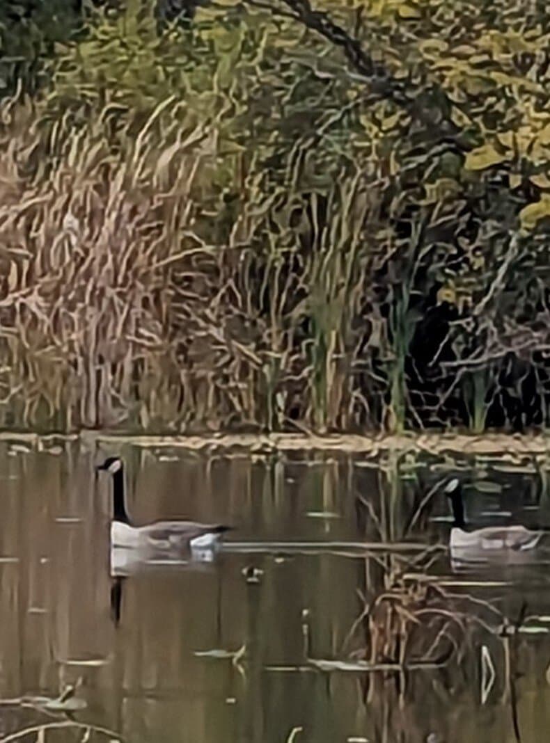 Bog Meadow Brook Nature Trail