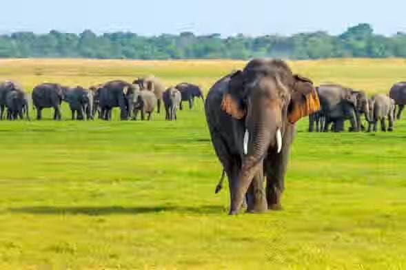 Minneriya National Park is home to the world's largest known gathering of Asian elephants.  