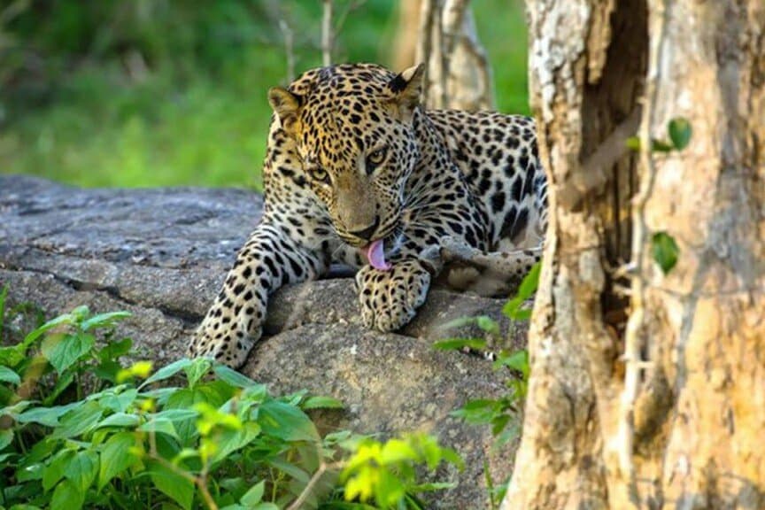Yala National Park, located in southeastern Sri Lanka, is a wildlife lover's paradise renowned for its diverse ecosystems and abundant wildlife. Spanning over 979 square kilometers, Yala is famous for its population of leopards. #Yala #Srilanka #Travel #Enjoy #Leopards #WildLife