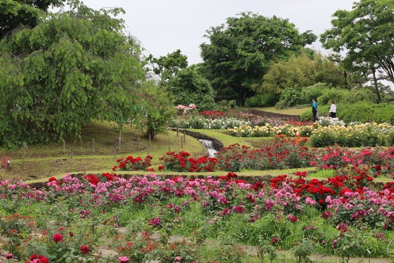 浜寺公園バラ園
