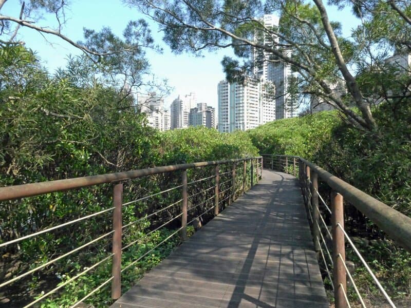 両側にマングローブの林