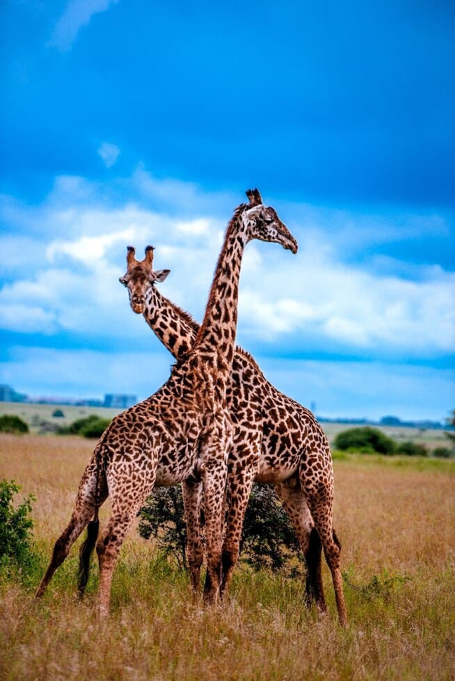 Nairobi National Park