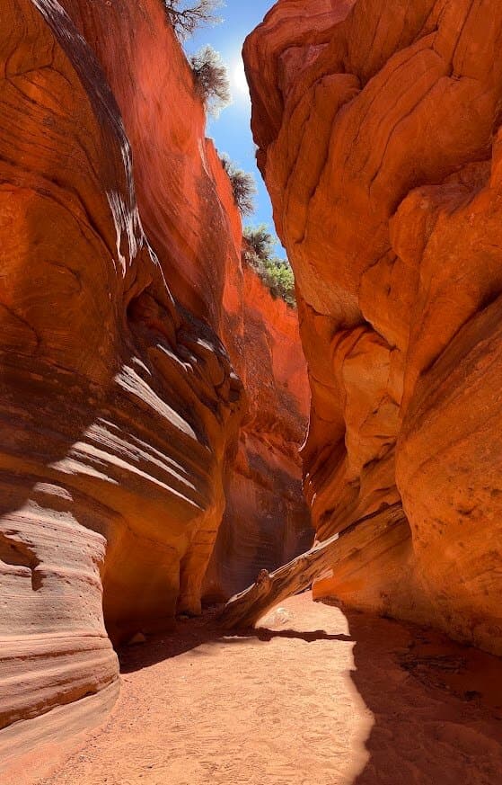 Nature is AMAZING!