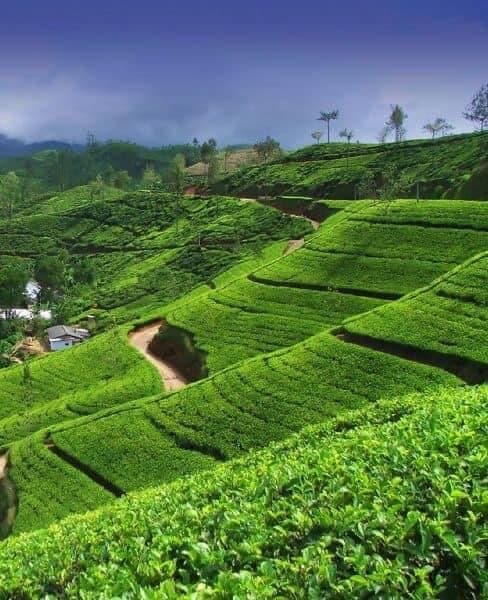 DAMRO Tea  Damro possess over 5,000 hectares of lush tea plantations, spread across all major tea-growing regions in Sri Lanka, from the low lying valleys of Sabaragamuwa to the central hills at elevations exceeding 1,500 meters. Located within these well-nurtured tea gardens, you would also come across 15 factories producing an array of Ceylon’s finest teas, ranging from Rotorvane, Orthodox, CTC and Green tea, largely to cater to the wide demands of local and international markets.