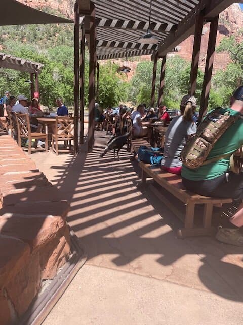 Wild turkey visiting the cafe seating.