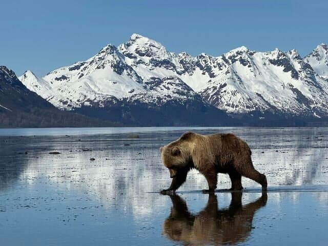 Bear Viewing in Alaska
