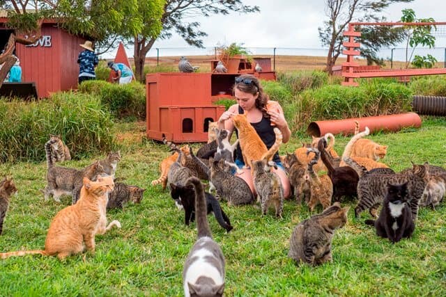 Open daily from 10am-3pm, no admission fee, no reservations, just a lot of fun exploring 4 acres of property where over 800 cats have been rescued as the island's only animal rescue.