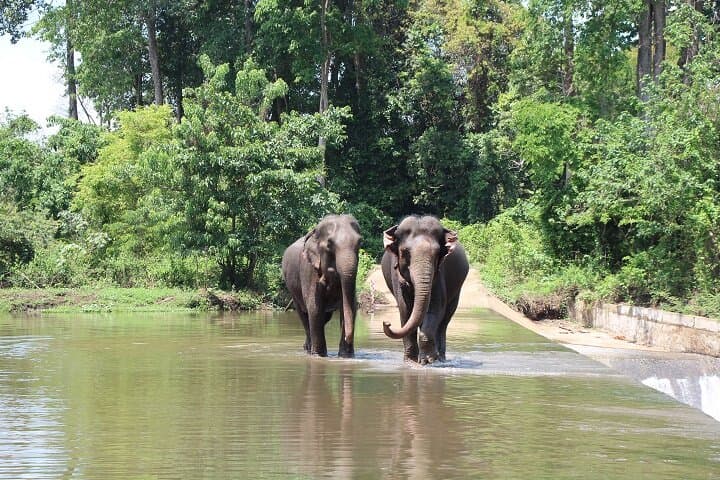 The place to visit the rescued elephants