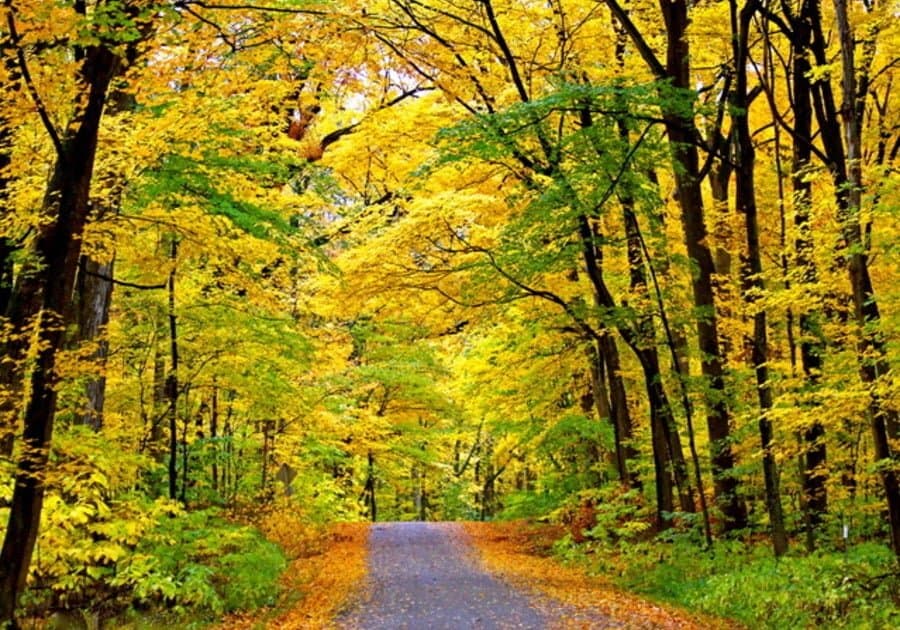 Fall Colors