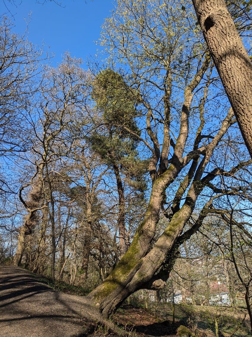 Corstorphine Hill & Tower Edinburgh