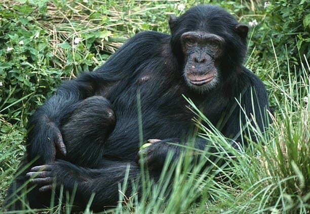 Lake victoria islands