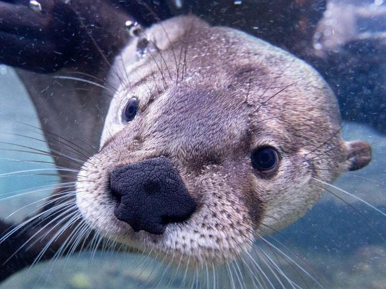 River Otter