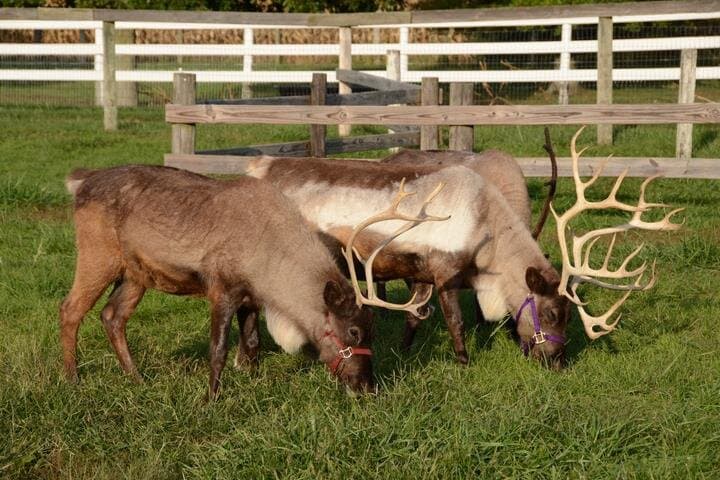 Hardy's Reindeer Ranch 