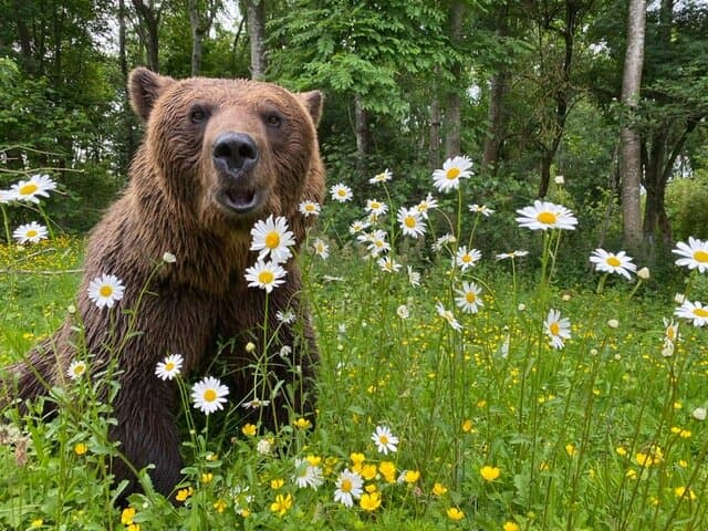 Eso - rescued brown bear 